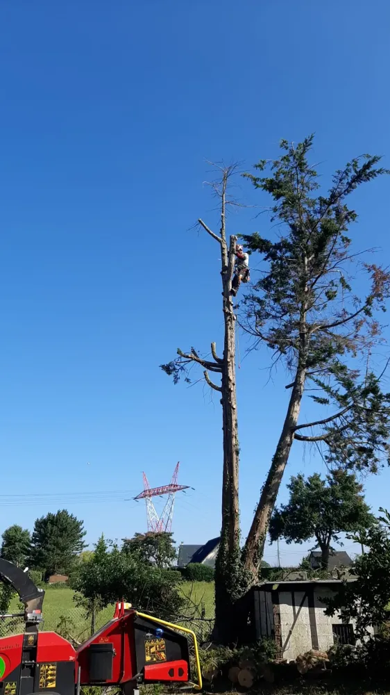 Elagueur près de Barentin