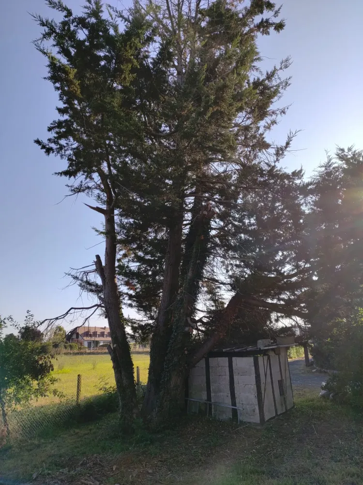 Elagage près de Darnétal