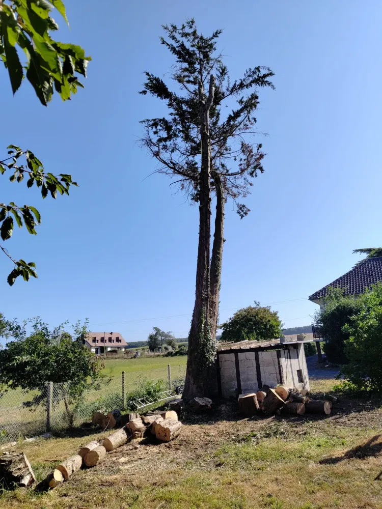 Elagage près de Mont Saint Aignan
