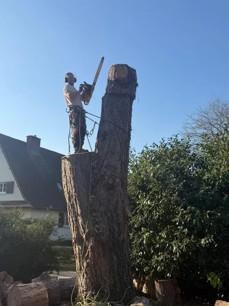 Elagueur près de Barentin
