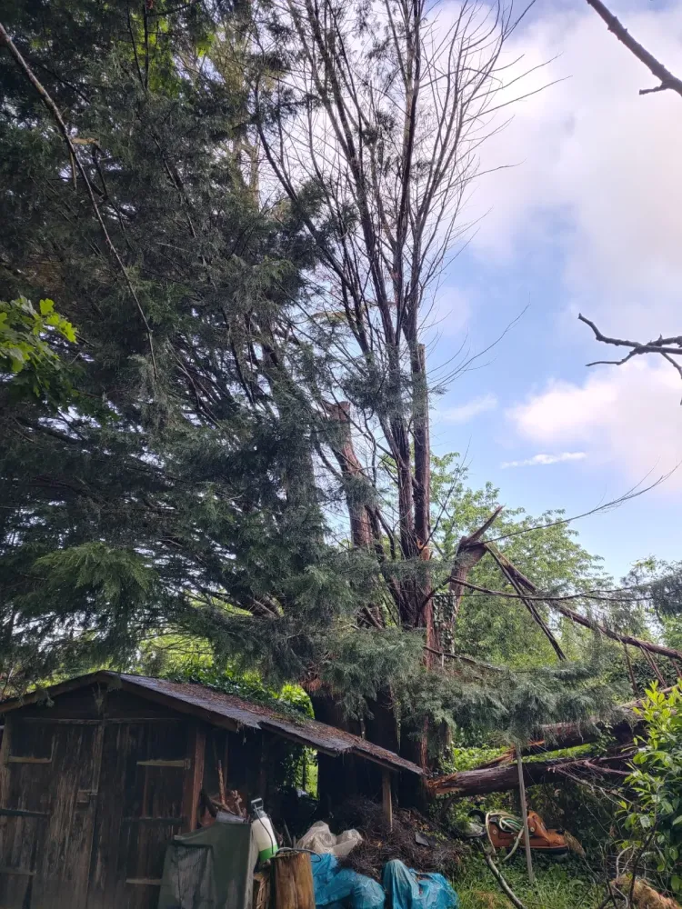 Débroussaillage près de Le Mesnil-Esnard