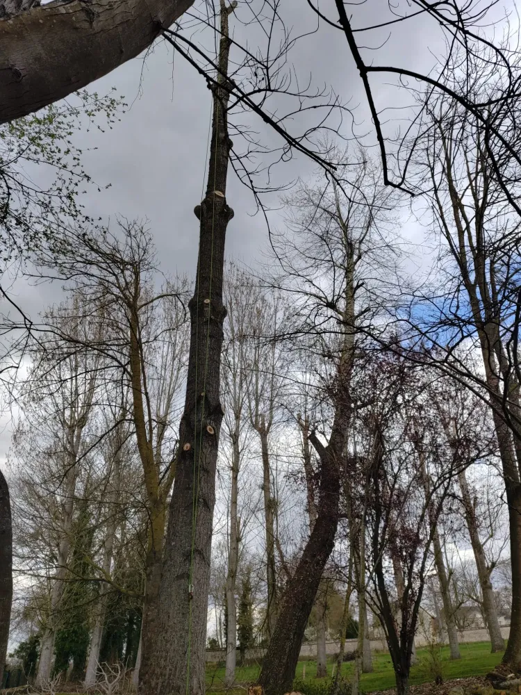 Démontage arbre près de Bois Guillaume